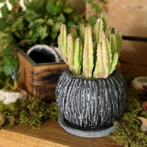 後は植えるだけ！ カット種芋 2キロ 丹波山の芋 タネイモ つくね芋