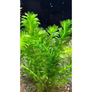 アナカリス８?９本＋α（清流揖保の水草）創業３５年
