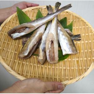 生干しこまい 500g/※サイズ大きさについて...の詳細画像4