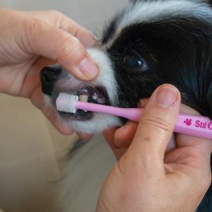 シグワン 犬用 360度歯ブラシ 超極細毛 デ...の詳細画像2