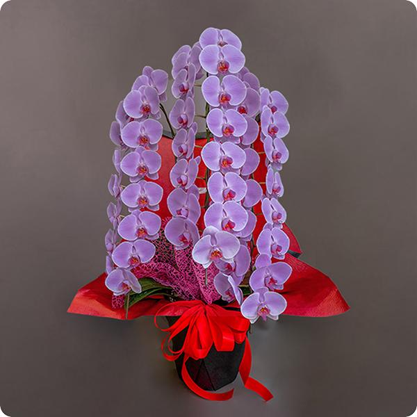 大輪胡蝶蘭 3本立ロング ピンク