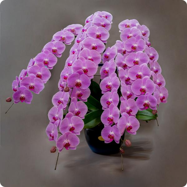 大輪胡蝶蘭 5本立70輪保証 ピンク