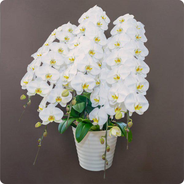 プレミアム大輪胡蝶蘭 5本立 白