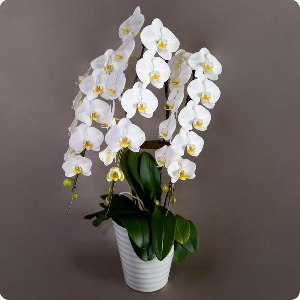 大輪胡蝶蘭 3本立30輪 白