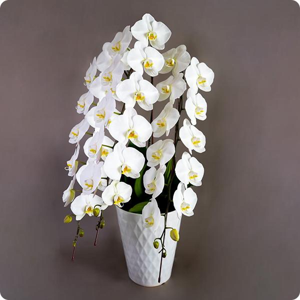 大輪胡蝶蘭 3本立36輪以上 白