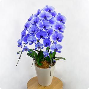 母の日 Mother's Day 胡蝶蘭【マザーチーク】5号鉢 2本立ち 陶器鉢