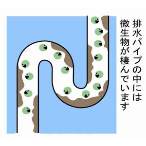 緑の魔女ランドリー5L 3本セット 緑の魔女日...の詳細画像3