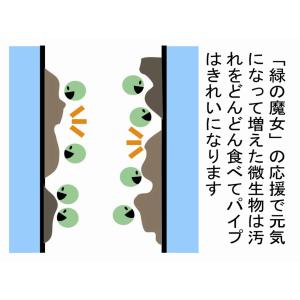 緑の魔女ランドリー5L 3本セット 緑の魔女日...の詳細画像5