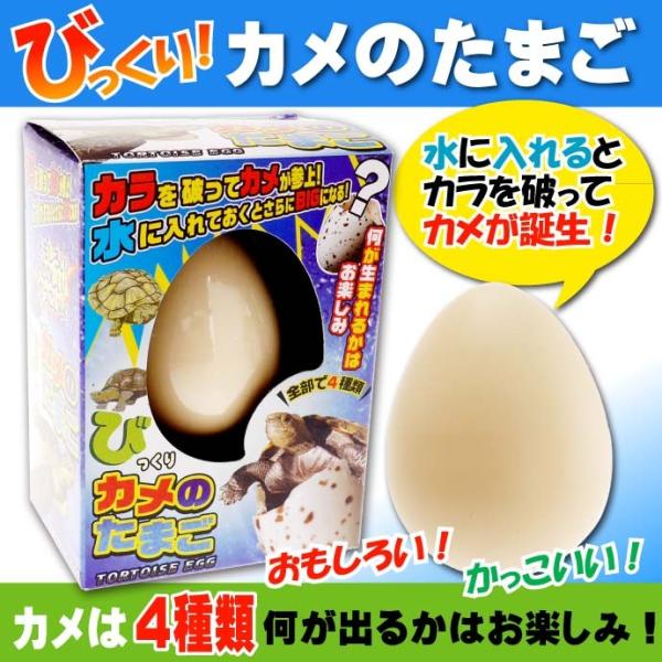 びっくりたまご カメ 卵から生まれて大きくなる人形 育てている感が出て毎日楽しく眺めれるおもちゃ m...