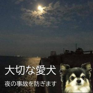 お散歩LEDライト 充電式 首輪用 防犯ライト...の詳細画像3