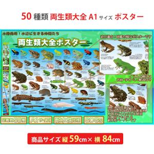 50種類の両生類大全 ポスター お風呂 A1サイズ 日本製 国産 特大 文房具 図鑑 知育 ザアクセスの商品画像