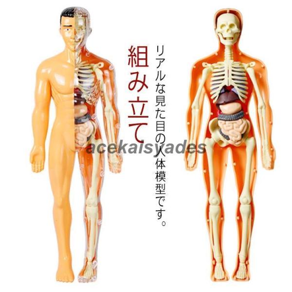 人体模型 モデル 玩具 骨格模型 おもちゃ 解剖 臓器 知育玩具 人体パズル 胴体模型 組み立て 骨...