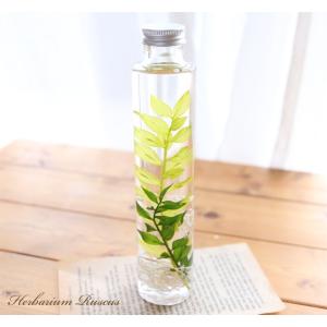 ハーバリウム グリーンラスカス - Ruscus - 【完成品】 シンプル オリジナル 母の日 誕生日 プレゼント 敬老の日 新築祝い ギフト 植物標本 送料無料