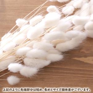 ラグラス(ホワイト) 1束 白 ドライフラワー...の詳細画像2