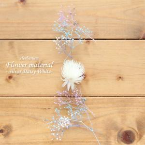 ハーバリウム キット 手作り スターターキット 花材 【お試しキット】ハーバリウム花材セット１本分（シルバーデージー・ホワイト） シルバーデージー