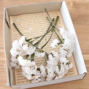 スターチス （ホワイト） 1パック