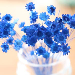 スターフラワー ブロッサム （ ロイヤルブルー ）