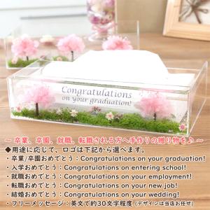 <メッセージシール付> 【 桜並木 】 固まる...の詳細画像1
