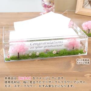 <メッセージシール付> 【 桜並木 】 固まる...の詳細画像5