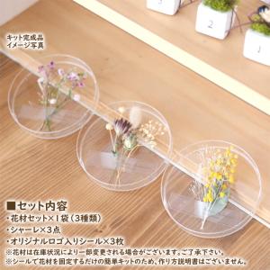 【手作りキット】 シャーレ 植物標本 キット ...の詳細画像4