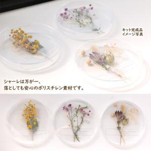 【手作りキット】 シャーレ 植物標本 キット ...の詳細画像5