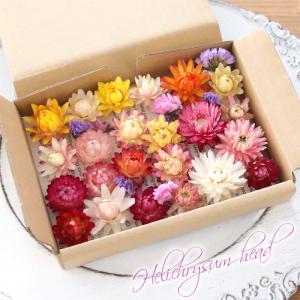 ヘリクリサム ヘッド 20個 （ ミックスカラー ） ドライフラワー 貝
