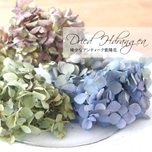 ドライフラワー 紫陽花 MIXパック （3輪前後） あじさい アジサイ 秋色 アンティーク ブルー グリーン ベージュ