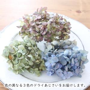 ドライフラワー 紫陽花 MIXパック (3輪前...の詳細画像1