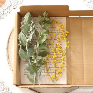 ミモザ 穂先&パールアカシア茎付き葉 花材セッ...の詳細画像1