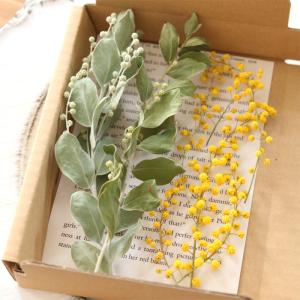 ミモザ 穂先&パールアカシア茎付き葉 花材セッ...の詳細画像2