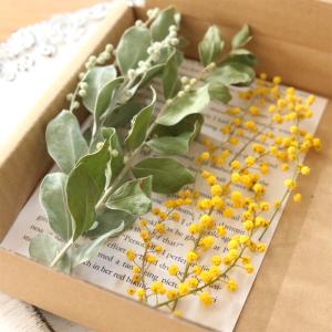 ミモザ 穂先&パールアカシア茎付き葉 花材セッ...の詳細画像3