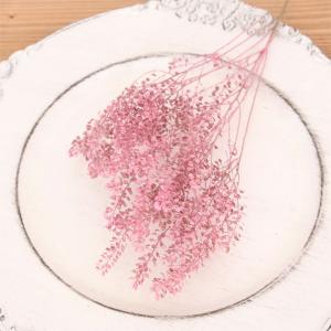 グンバイナズナ ドライフラワー （ピンク） | 染色 カラー かわいい 国産 送料無料 スワッグ ハンドメイド 花材 材料 素材 リース ハーバリウム