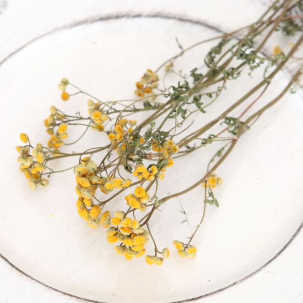 タンジー ドライフラワー （3〜5本）| イエロー 黄色 スワッグ 花材 国産 送料無料 スワッグ ...