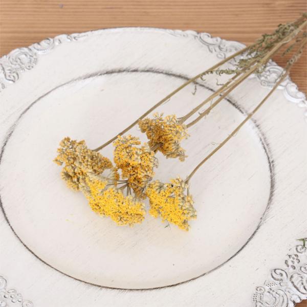 ノコギリソウ ドライフラワー （4〜5本）| ヤロウ イエロー 黄色 スワッグ 花材 国産