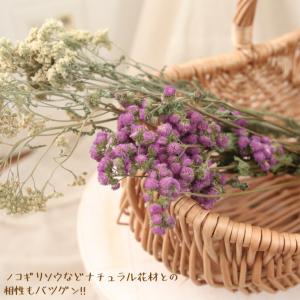 アゲラタム 花材 ドライフラワー (紫) 約5...の詳細画像2