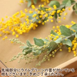 パールアカシア ミモザ ドライフラワー 5本セ...の詳細画像3