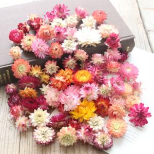 ヘリクリサム ヘッド 20g ミックスカラー ドライフラワー カイザイク 貝細工 ムギワラギク 麦わら菊 花材 国産 たくさん ハンドメイド 素材 材料