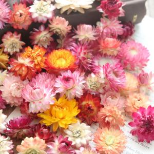 ヘリクリサム ヘッド 20g ミックスカラー ...の詳細画像3