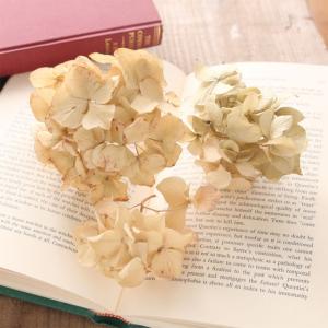 ドライフラワー 紫陽花 ヘッド アンティーク 3輪 | 花材 国産 ベージュ 薄茶色 あじさい アジサイ 撮影 背景小物 おしゃれ