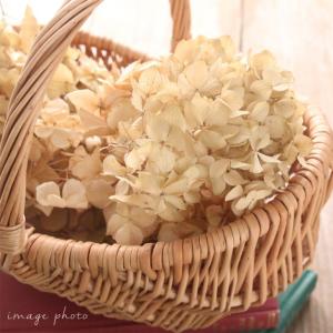 ドライフラワー 紫陽花 ヘッド アンティーク ...の詳細画像1
