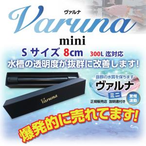 ヴァルナミニ アクアリウム 水質改善 アロワナ らんちゅう 熱帯魚 3年間水替えなしで水槽浄化 手間なし入れるだけ   家庭用　Sサイズ 8cm つよしくん バルナ