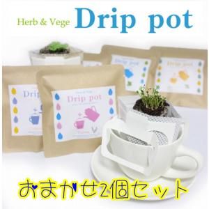 【2個セット】ハーブ&ベジ　ドリップポット　プチギフト　家庭菜園　栽培　セット　キット　種　ハーブ　室内｜act-aa-shop