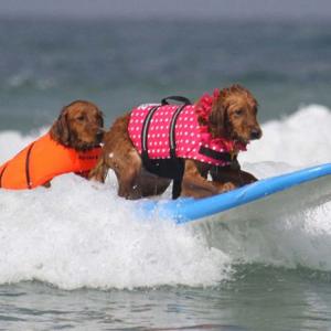 犬用 ライフジャケット 小型犬 中型犬 大型犬...の詳細画像2