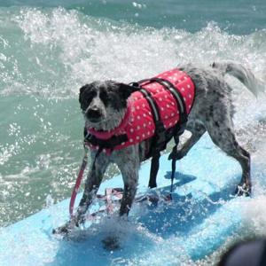 犬用 ライフジャケット 小型犬 中型犬 大型犬...の詳細画像3