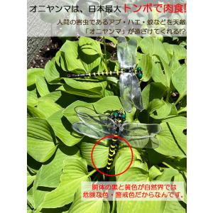 オニヤンマ 虫除け 虫対策 ストラップ付き ト...の詳細画像3