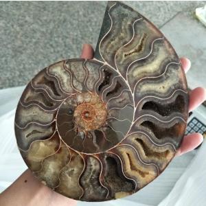 アンモナイト 宝石の商品一覧 通販 Yahoo ショッピング