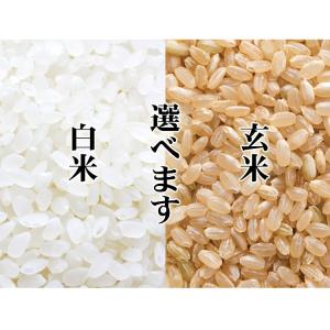 お米 10kg 白米 送料無料 玄米 ゆめぴり...の詳細画像1