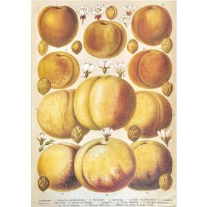 ポスター ピーチ アプリコット イタリア製 I.F.I 50×70 大判 ポスター/ラッピングペーパー PEACH APRICOT CR124｜adesso-nip