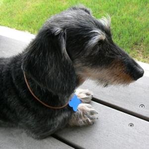 ヨーロピアン レザーチョーカー 長さを自由に指定できます ペット用ネックレス(メール便送料無料)