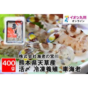 熊本県天草産 活〆 冷凍養殖 車海老（500g） : イオン九州オンライン